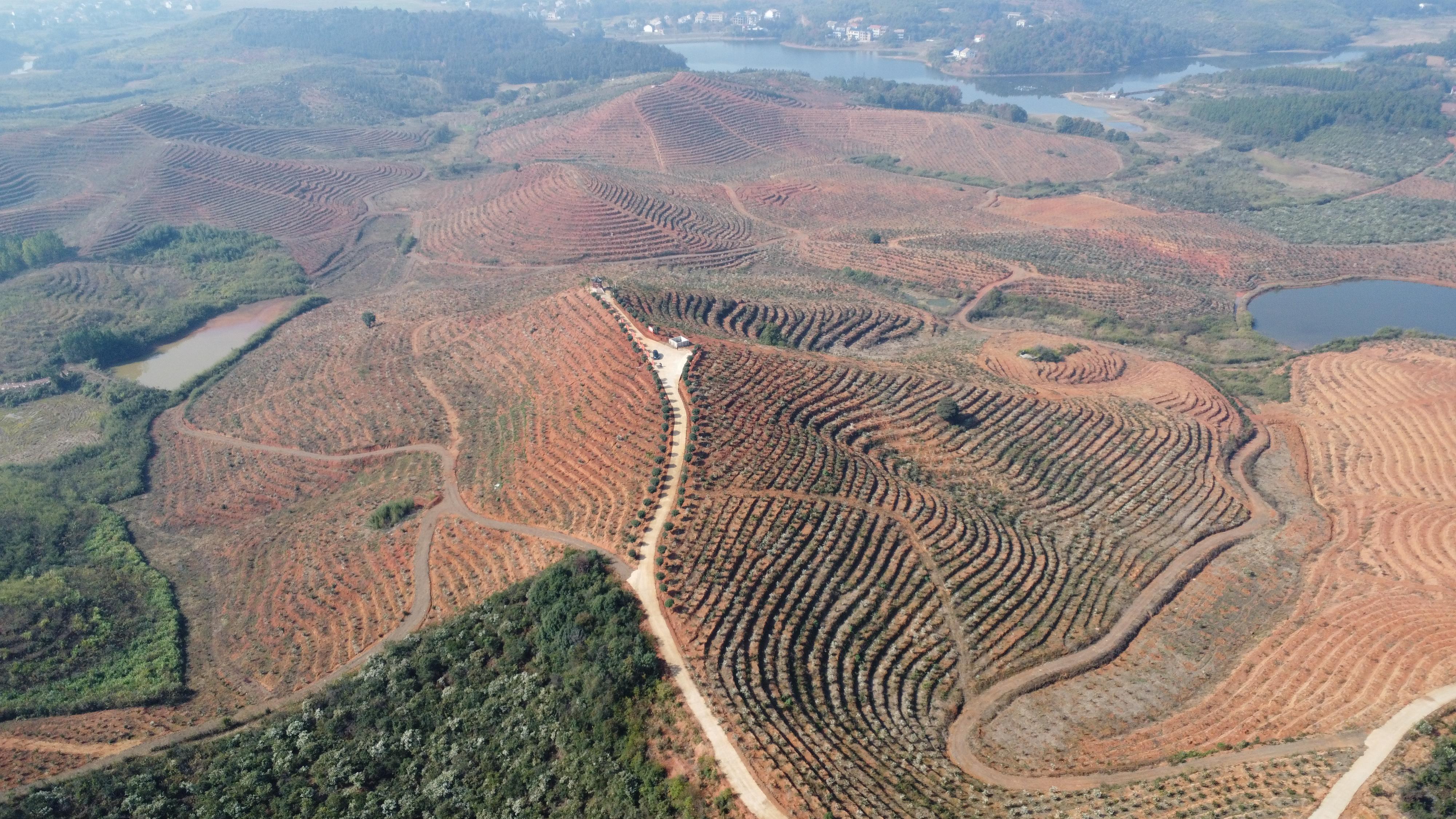 杨木港油茶示范基地