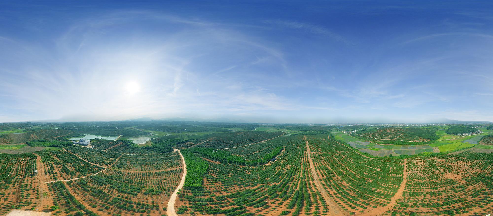 湖南天华油茶科技股份有限公司种植基地简介
